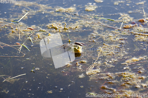 Image of Swamp with frogs