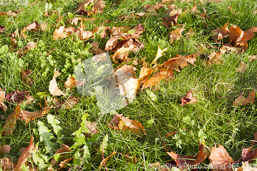 Image of maple leaves autumn