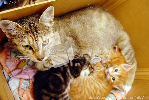Image of Cat with her kitties