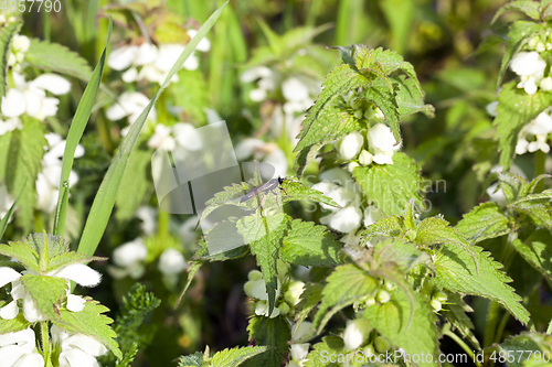 Image of Flowering nettle, summer field