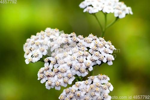 Image of shrub flower