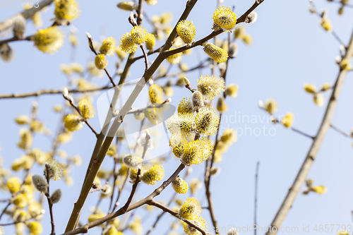 Image of Blossoming tree