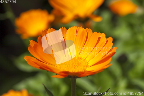 Image of Orange calendula, close-up