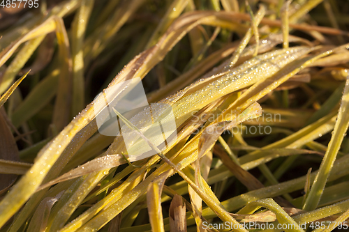 Image of dying wheat