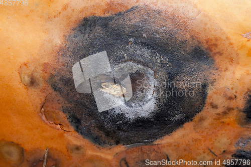 Image of Black rotten spot