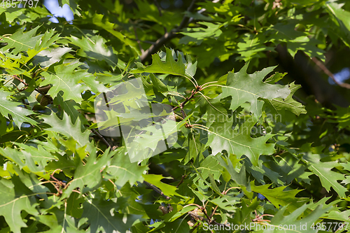 Image of Young leaves oak