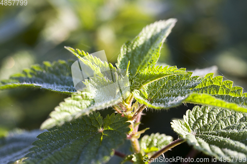 Image of green nettle