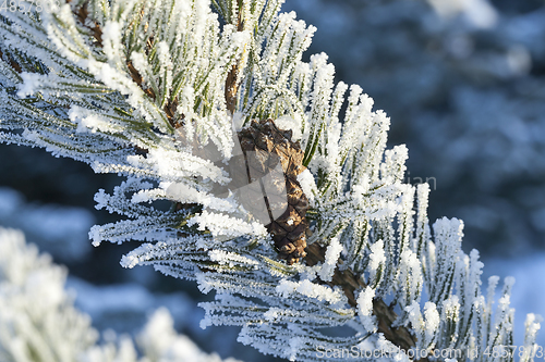 Image of Tree with frost spruce bud