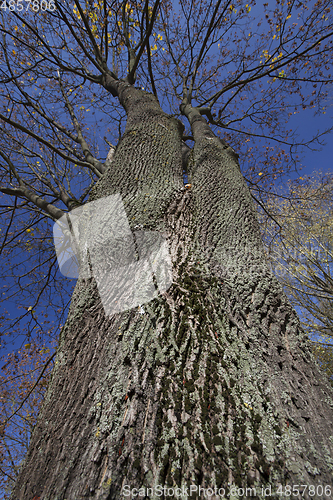 Image of trunk maple