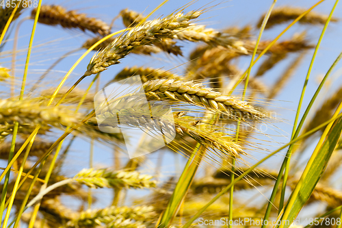 Image of wheat field