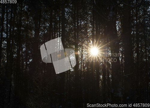 Image of Winter forest