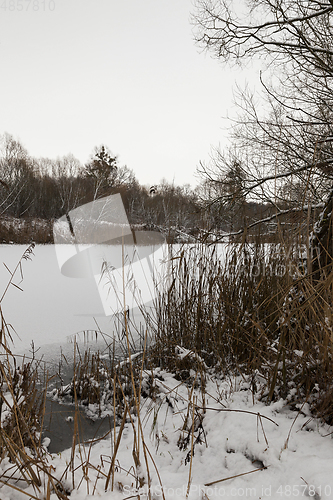 Image of Trees around lake