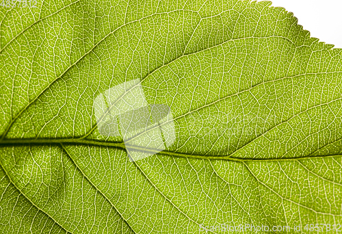 Image of structure of a green leaf