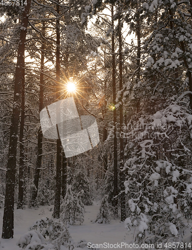 Image of winter pine forest