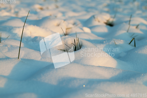 Image of Dry plant in snow