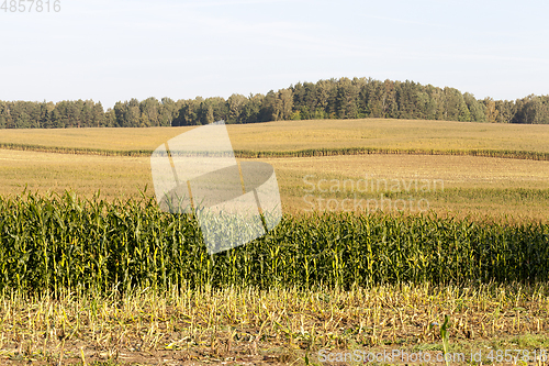 Image of corn harvest