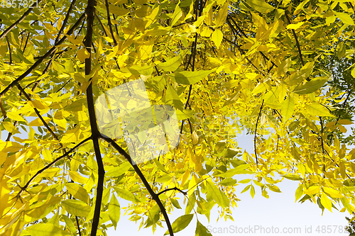 Image of yellow maple foliage
