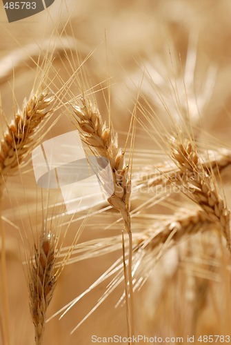 Image of Ripping barley