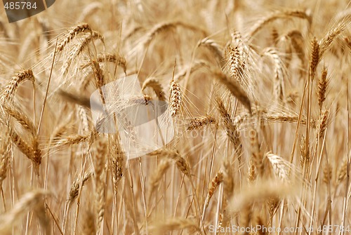 Image of Ripping barley