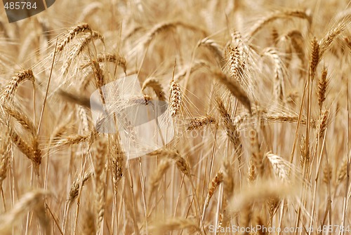 Image of Ripping barley