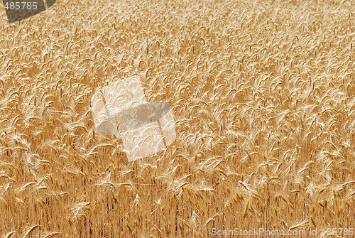 Image of Ripping barley