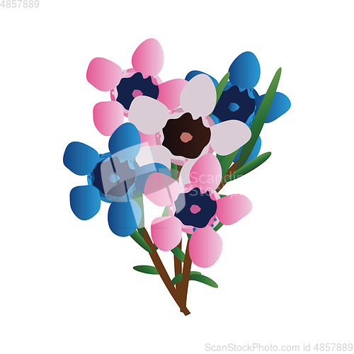 Image of Vector illustration of pink and blue  waxflowers with green leaf