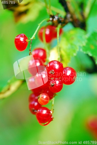 Image of Red currant