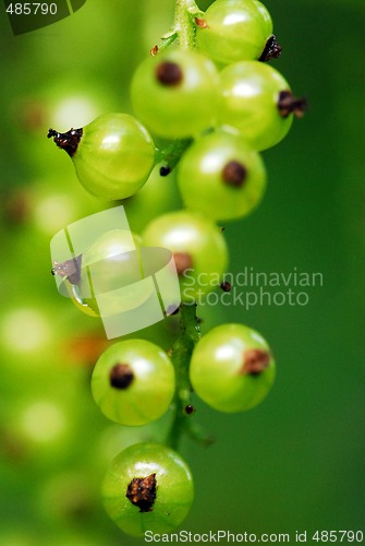 Image of Unripe red currant