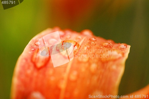 Image of Morning dew on a bloom