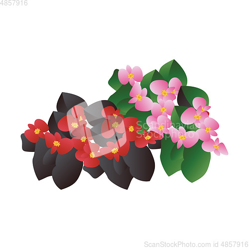 Image of Vector illustration of red and  pink begonia  flowers with black