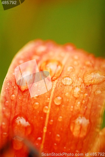 Image of Morning dew on a bloom