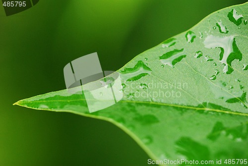 Image of Morning dew