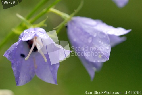 Image of Bluebell