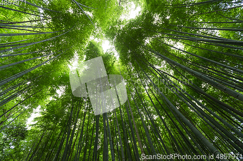 Image of Bamboo forest with sun flare at Arashiyama