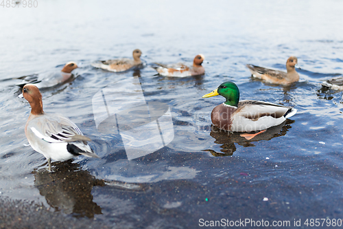 Image of Duck swimming at lake