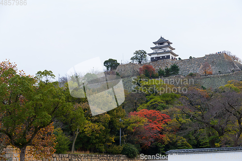 Image of Marugame Castle in Japan at autumn