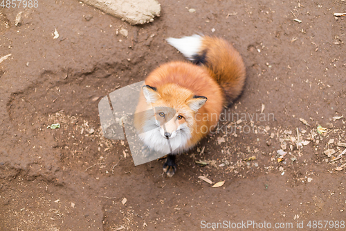 Image of Adorable red fox