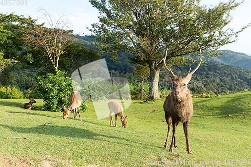 Image of Stag Deer in Mount Wakakusa