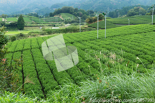 Image of Cameron plant in field