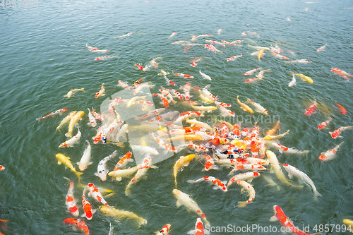 Image of Koi fish