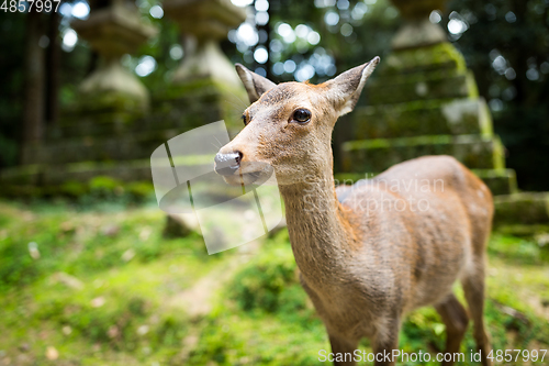 Image of Cute Deer in Japanese temple