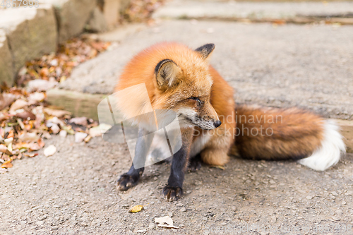 Image of Fox at outdoor