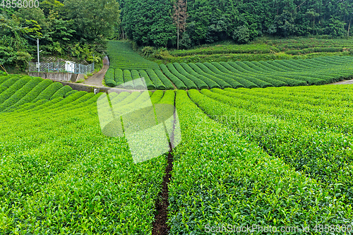 Image of Green Tea plantation