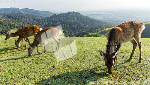 Image of Deer eating grass together