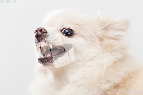 Image of Pomeranian getting angry
