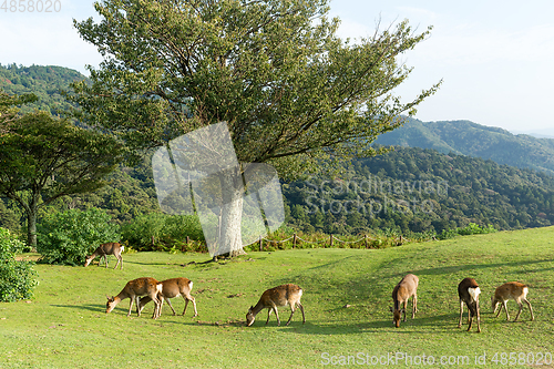 Image of Deer eating grass