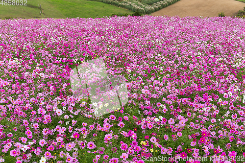 Image of Cosmos flower field