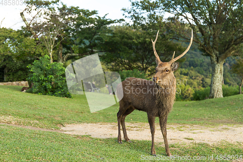 Image of Buck deer in mountain