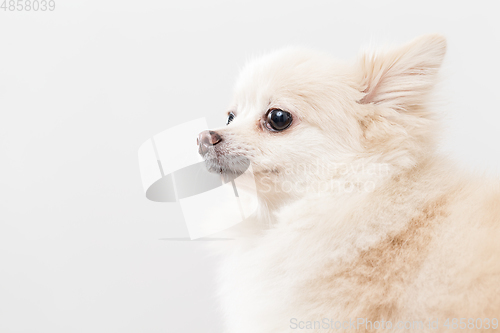 Image of White pomeranian