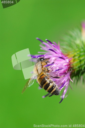 Image of Thistle with honeybee